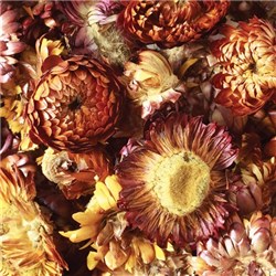 Dried Sun Flowers Assorted 50g_2